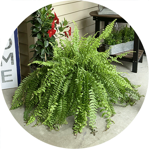 A full, green Boston Fern.